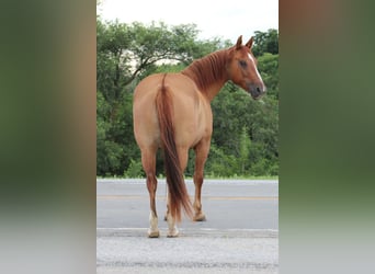 American Quarter Horse, Ruin, 7 Jaar, 152 cm, Falbe