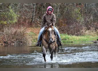 American Quarter Horse, Ruin, 7 Jaar, 152 cm, Grullo