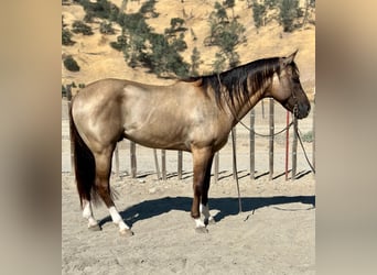 American Quarter Horse, Ruin, 7 Jaar, 152 cm, Grullo