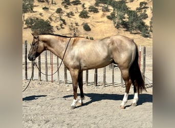 American Quarter Horse, Ruin, 7 Jaar, 152 cm, Grullo