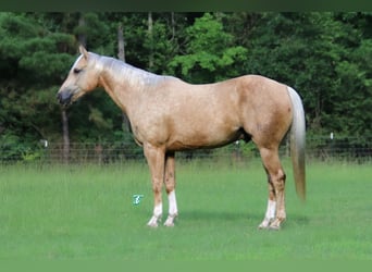 American Quarter Horse, Ruin, 7 Jaar, 152 cm, Palomino