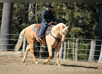 American Quarter Horse, Ruin, 7 Jaar, 152 cm, Palomino