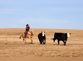 American Quarter Horse, Ruin, 7 Jaar, 152 cm, Palomino