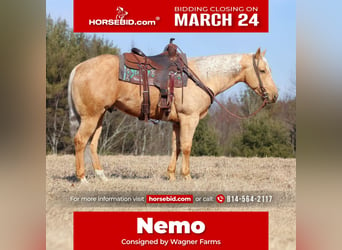 American Quarter Horse, Ruin, 7 Jaar, 152 cm, Palomino