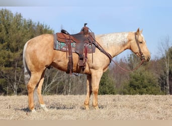 American Quarter Horse, Ruin, 7 Jaar, 152 cm, Palomino