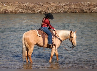 American Quarter Horse, Ruin, 7 Jaar, 152 cm, Palomino