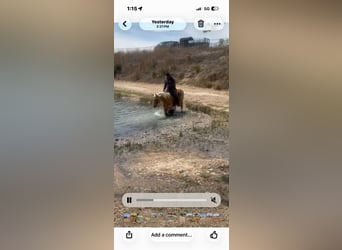 American Quarter Horse, Ruin, 7 Jaar, 152 cm, Palomino