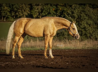 American Quarter Horse, Ruin, 7 Jaar, 152 cm, Palomino