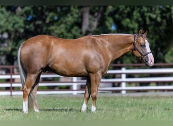 American Quarter Horse, Ruin, 7 Jaar, 152 cm, Palomino
