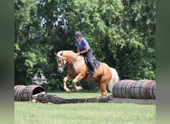 American Quarter Horse, Ruin, 7 Jaar, 152 cm, Palomino