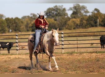 American Quarter Horse, Ruin, 7 Jaar, 152 cm, Palomino