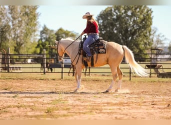 American Quarter Horse, Ruin, 7 Jaar, 152 cm, Palomino