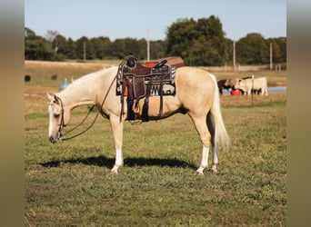 American Quarter Horse, Ruin, 7 Jaar, 152 cm, Palomino