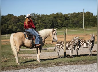 American Quarter Horse, Ruin, 7 Jaar, 152 cm, Palomino