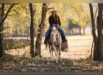 American Quarter Horse, Ruin, 7 Jaar, 152 cm, Palomino