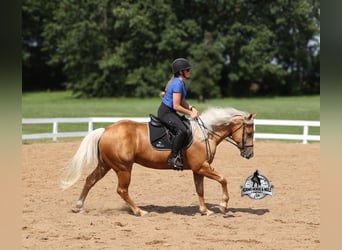 American Quarter Horse, Ruin, 7 Jaar, 152 cm, Palomino