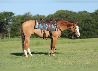 American Quarter Horse, Ruin, 7 Jaar, 152 cm, Red Dun