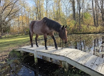 American Quarter Horse, Ruin, 7 Jaar, 152 cm, Roan-Bay