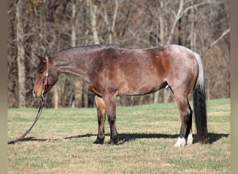 American Quarter Horse, Ruin, 7 Jaar, 152 cm, Roan-Bay