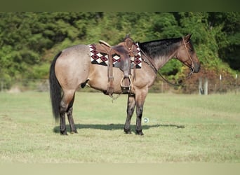 American Quarter Horse, Ruin, 7 Jaar, 152 cm, Roan-Bay