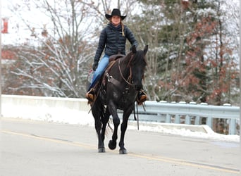 American Quarter Horse, Ruin, 7 Jaar, 152 cm, Roan-Blue