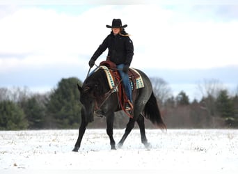 American Quarter Horse, Ruin, 7 Jaar, 152 cm, Roan-Blue