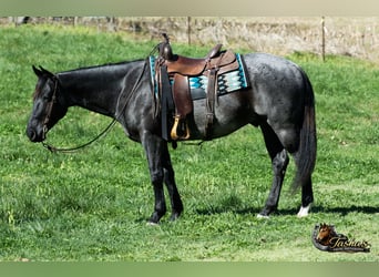 American Quarter Horse, Ruin, 7 Jaar, 152 cm, Roan-Blue