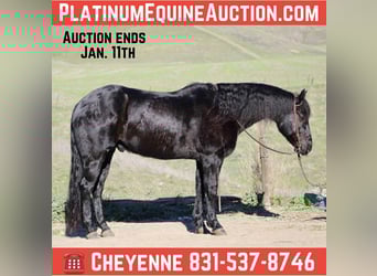 American Quarter Horse, Ruin, 7 Jaar, 152 cm, Roan-Blue