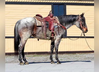 American Quarter Horse, Ruin, 7 Jaar, 152 cm, Roan-Red
