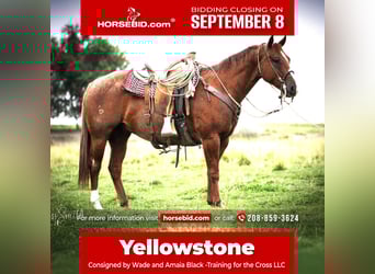 American Quarter Horse, Ruin, 7 Jaar, 152 cm, Roan-Red