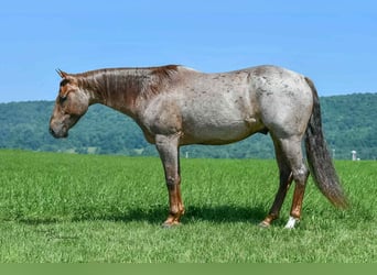 American Quarter Horse, Ruin, 7 Jaar, 152 cm, Roan-Red