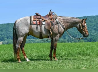 American Quarter Horse, Ruin, 7 Jaar, 152 cm, Roan-Red