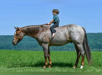 American Quarter Horse, Ruin, 7 Jaar, 152 cm, Roan-Red