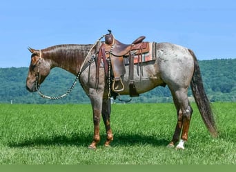 American Quarter Horse, Ruin, 7 Jaar, 152 cm, Roan-Red