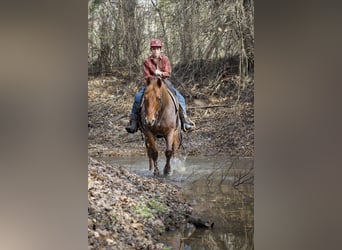 American Quarter Horse, Ruin, 7 Jaar, 152 cm, Roan-Red