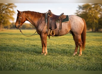 American Quarter Horse, Ruin, 7 Jaar, 152 cm, Roan-Red