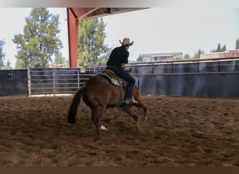 American Quarter Horse, Ruin, 7 Jaar, 152 cm, Roan-Red