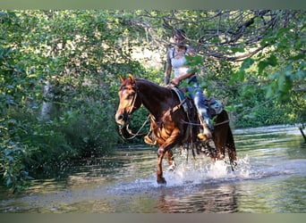 American Quarter Horse, Ruin, 7 Jaar, 152 cm, Roan-Red