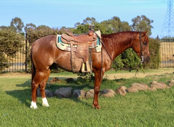 American Quarter Horse, Ruin, 7 Jaar, 152 cm, Roan-Red