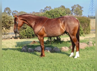 American Quarter Horse, Ruin, 7 Jaar, 152 cm, Roan-Red