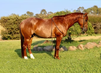 American Quarter Horse, Ruin, 7 Jaar, 152 cm, Roan-Red