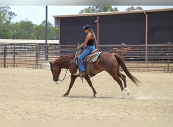 American Quarter Horse, Ruin, 7 Jaar, 152 cm, Roan-Red