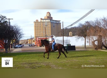 American Quarter Horse, Ruin, 7 Jaar, 152 cm, Roodbruin