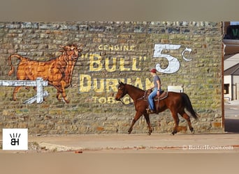 American Quarter Horse, Ruin, 7 Jaar, 152 cm, Roodbruin