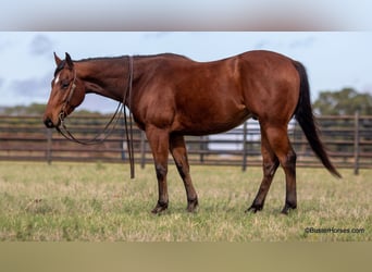 American Quarter Horse, Ruin, 7 Jaar, 152 cm, Roodbruin