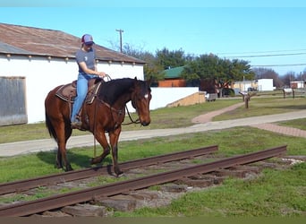 American Quarter Horse, Ruin, 7 Jaar, 152 cm, Roodbruin