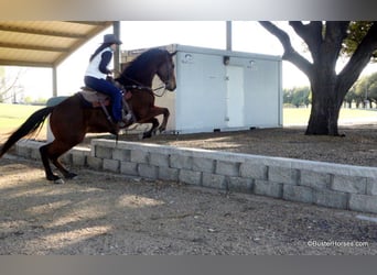 American Quarter Horse, Ruin, 7 Jaar, 152 cm, Roodbruin