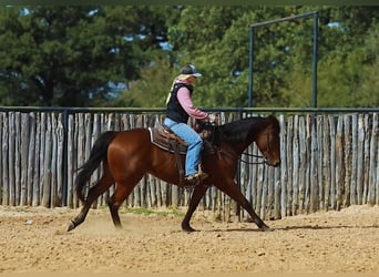 American Quarter Horse, Ruin, 7 Jaar, 152 cm, Roodbruin