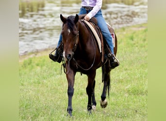 American Quarter Horse, Ruin, 7 Jaar, 152 cm, Roodbruin
