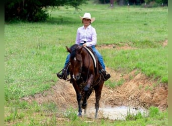 American Quarter Horse, Ruin, 7 Jaar, 152 cm, Roodbruin